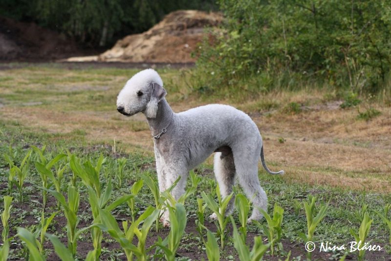 Airis Blue Volshebny Svet 2009-06-08 (23).JPG